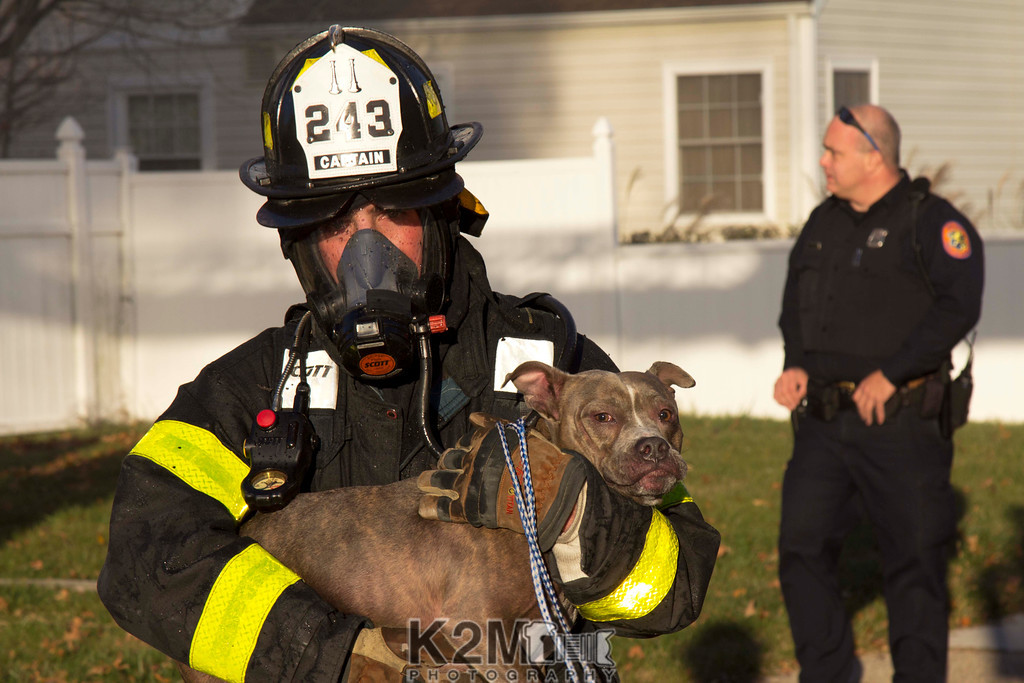 Dog rescued from house fire | Herald Community Newspapers | www ...
