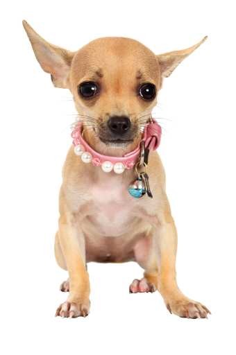 can you take chihuahua to dog park? 2