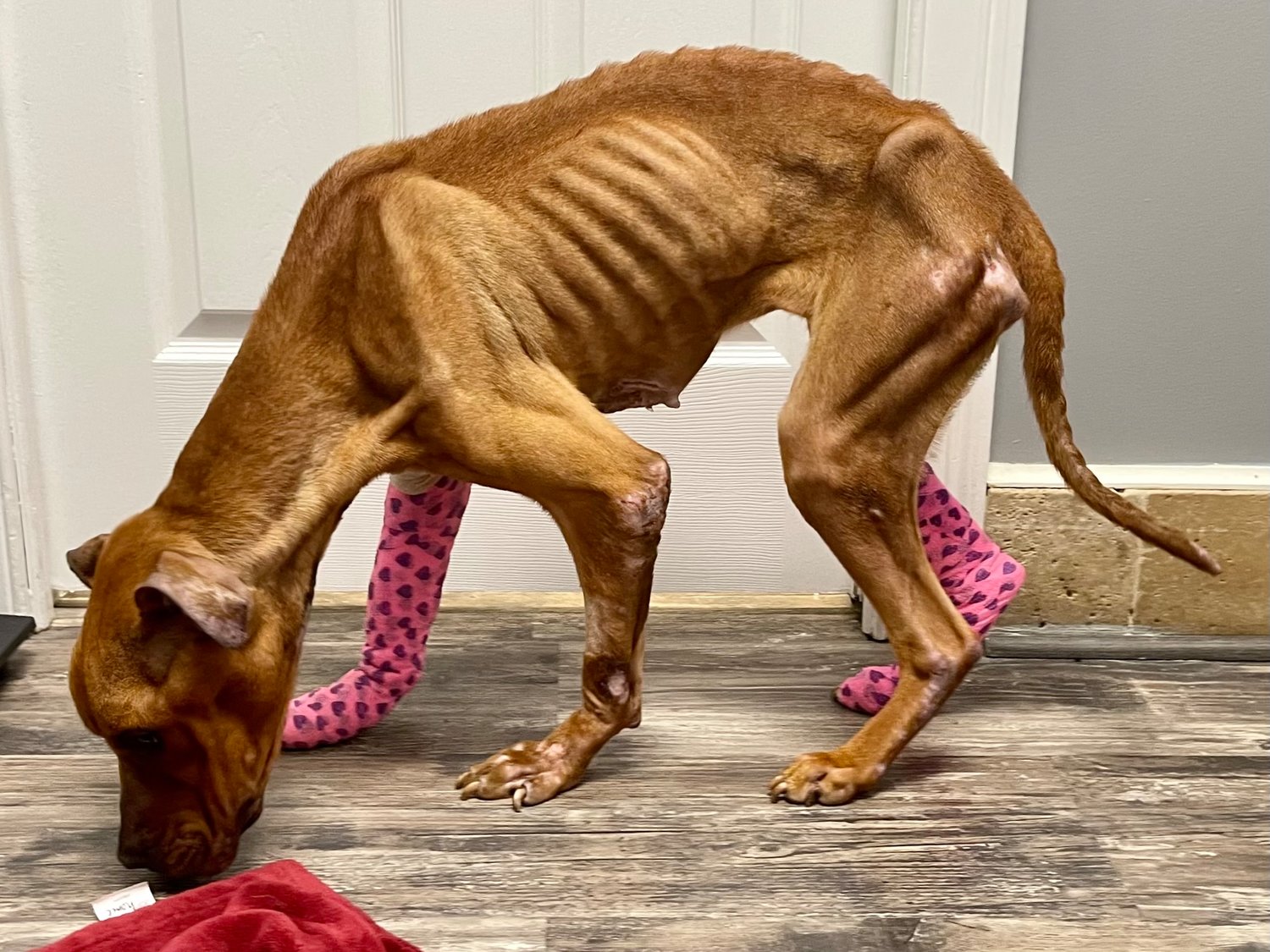 West Hempstead man charged in the case of a caged, starved dog | Herald  Community Newspapers 
